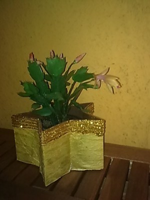 ..gelb-rosa schlumbi.JPG