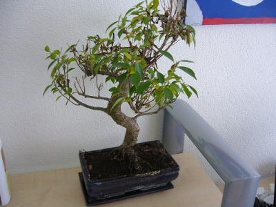 Bonsai.JPG