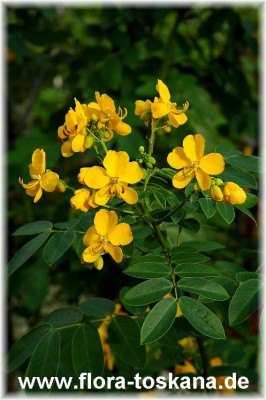 cassia_corymbosa_020605.jpg