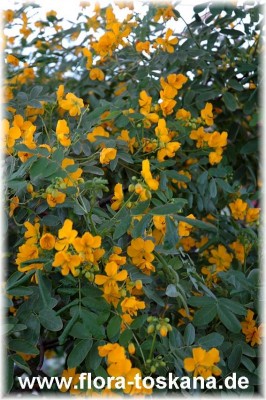 cassia_corymbosa_1_-_120705.jpg
