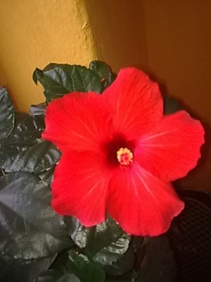 ..Hibiskus'.JPG