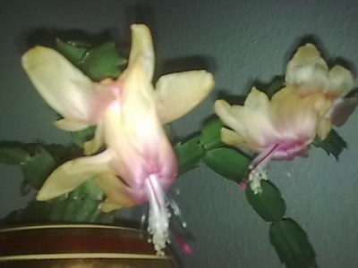 ..schlumbi gelb#pink.JPG