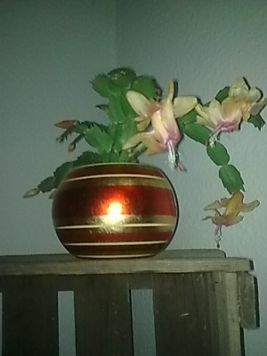 ..schlumbi gelb'pink...JPG
