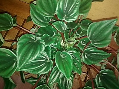 ..Peperomia kirsten....JPG