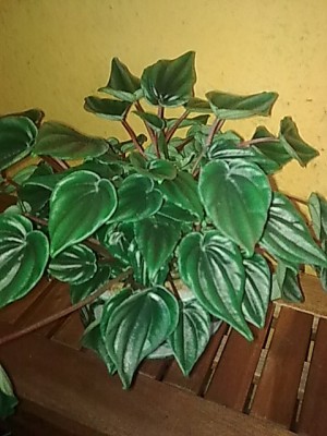 ..Peperomia kirsten...JPG