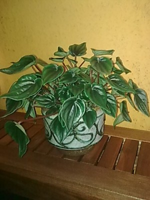 ..Peperomia kirsten.JPG