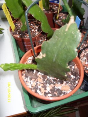 Photo6.jpg