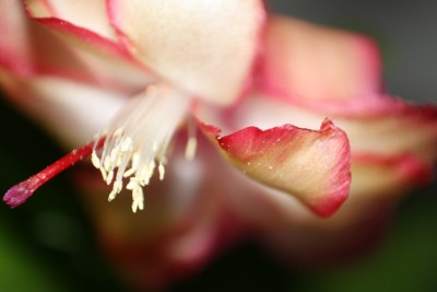 Samba Brasil 2.2.jpg