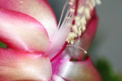 Samba Brasil 1.2.jpg