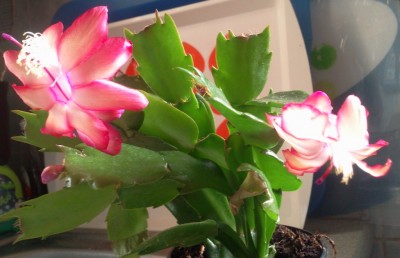 Samba beide Blüten.jpg