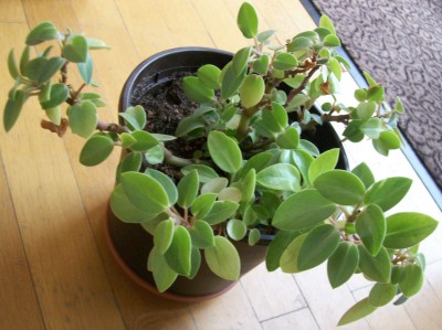 Peperomia1.jpg