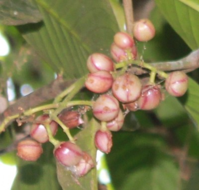 156. Pflanze, IMG_7149 - copia.JPG