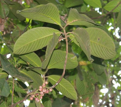 156. Pflanze, IMG_7149.JPG
