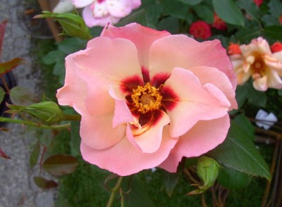 Rätsel_Auflösung Rose Persian Butterfly1253.jpg