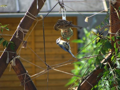 DSC03679 _ Haussperling - Blaumeise.jpg