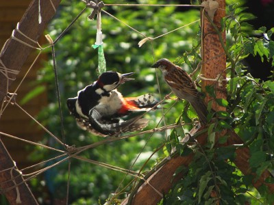 DSC03601 _ Buntspecht - Haussperling.jpg