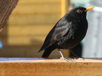 DSC01761 _ Amsel.jpg