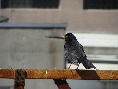 DSC02387 _ Amsel.jpg