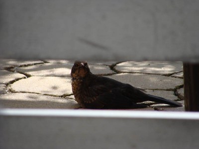 DSC04584 _ Amsel.jpg