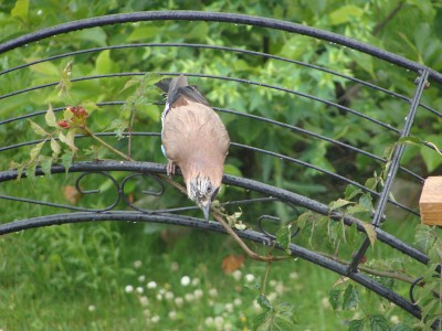 DSC04464 _ Eichelhaeher.jpg