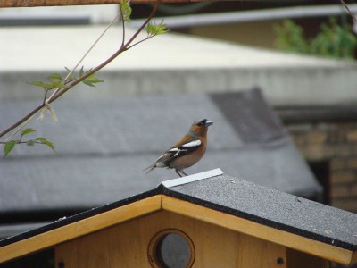 DSC04090 _ Buchfink.jpg