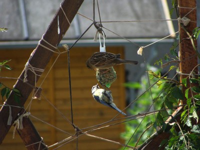 DSC03681 _ Haussperling - Blaumeise.jpg