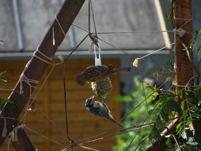 DSC03680 _ Haussperling - Blaumeise.jpg
