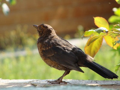 DSC04586 _ Amsel.jpg