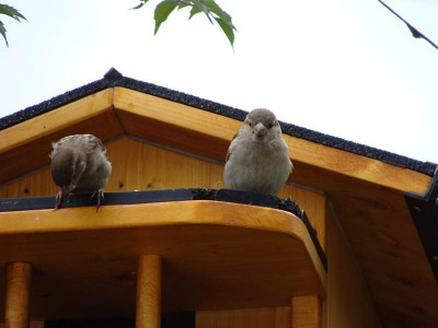 DSC04865 _ Haussperling.jpg