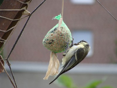 DSC04838 _ Kohlmeise.jpg