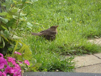 DSC04889 _ Amsel.jpg