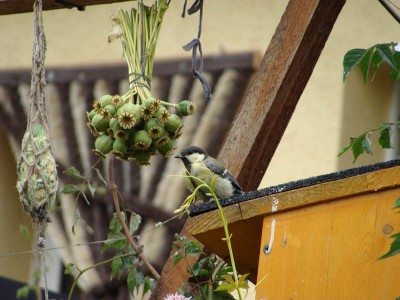 DSC05232 _ Kohlmeise.jpg