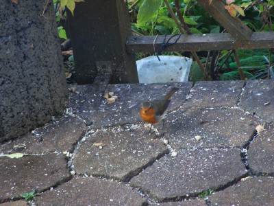 DSC06340 _ Rotkehlchen.jpg