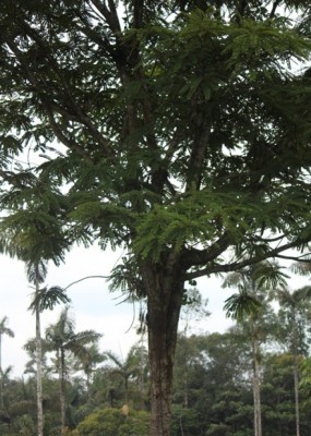 98. Baum, IMG_7205.JPG