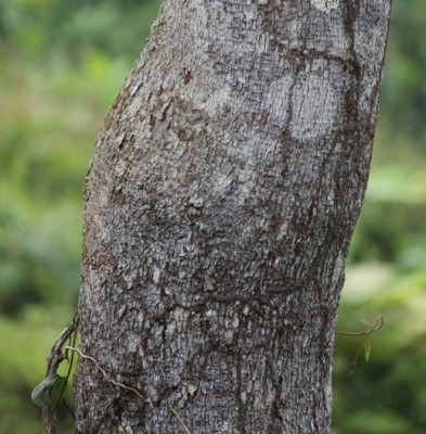 98. Baum, IMG_7206.JPG