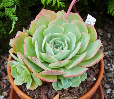 Echeveria secunda 2010-277 (5).jpg