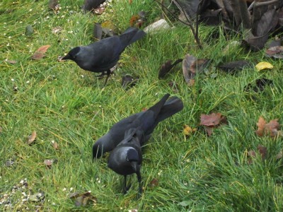 DSCN0230.jpg