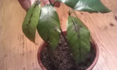 mango  blätter braun 2.jpg