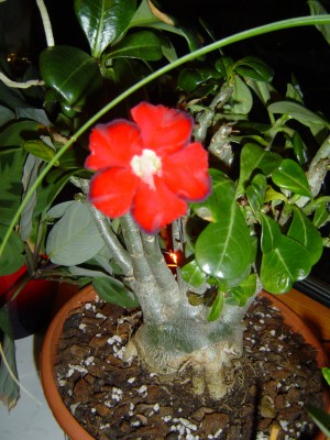 Adenium 1.jpg