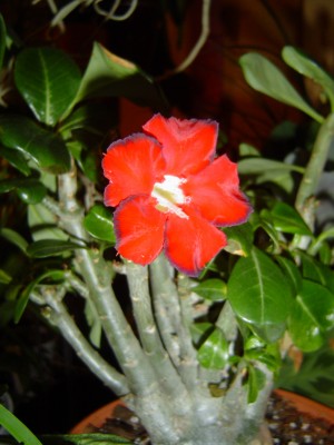 Adenium.jpg