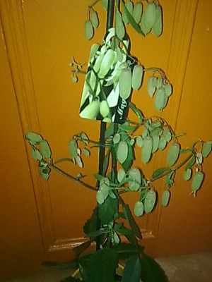 ..kalanchoe magic bells...JPG