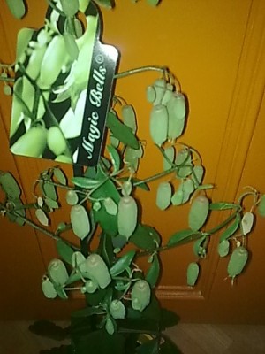 ..kalanchoe magic bells.JPG