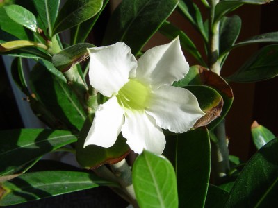 Adenium vom REWE.jpg