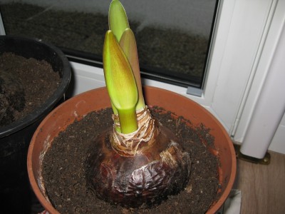 Magic Green Blütenansatz.jpg