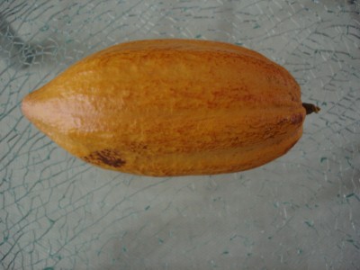 Kakaoschote 16.12 (2).JPG