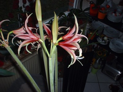 DSCF0095.JPG