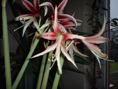 DSCF0092.JPG