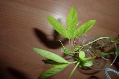 Passi Unbekannt (2).JPG