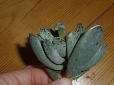 P1120146.JPG