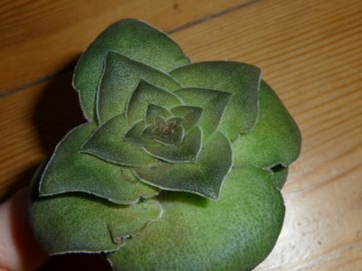 P1120148.JPG